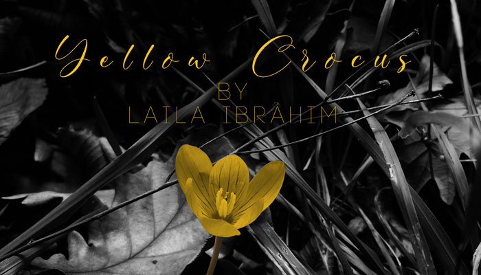 Review Yellow Crocus
